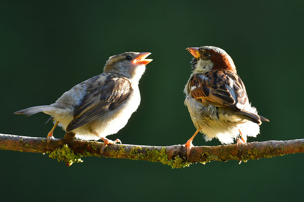 Haussperling Altvogel mit Jungvogel