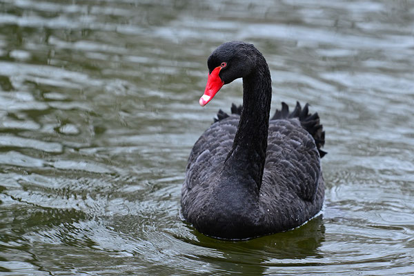 Trauerschwan