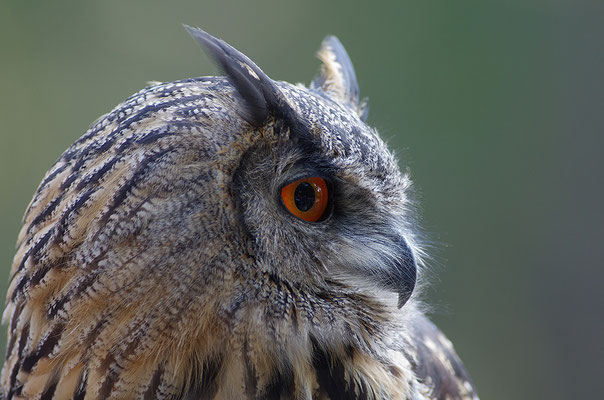 Uhu Kopfportrait