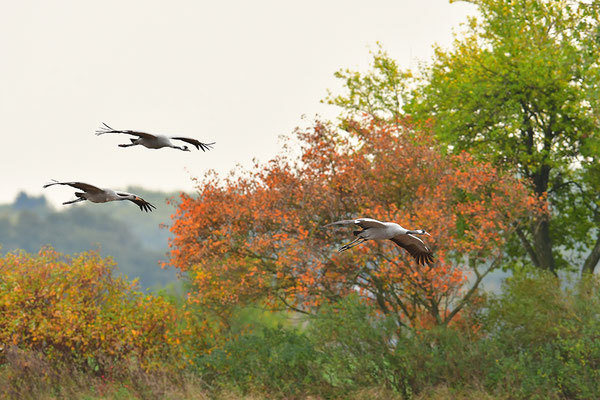 Kranich Im Flug