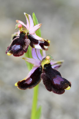 Balearische Ragwurz Doppellippige Blüte