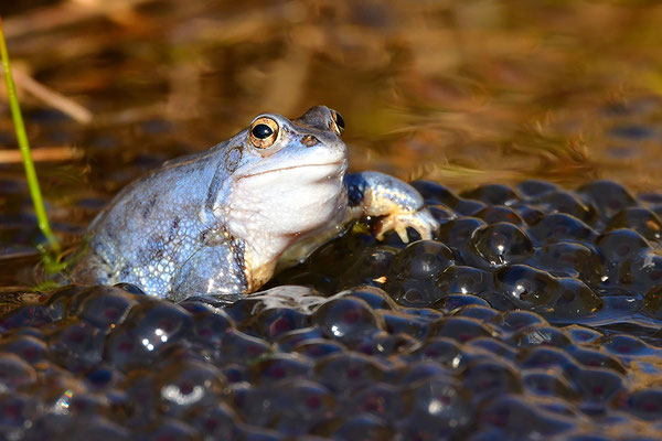 Moorfrosch