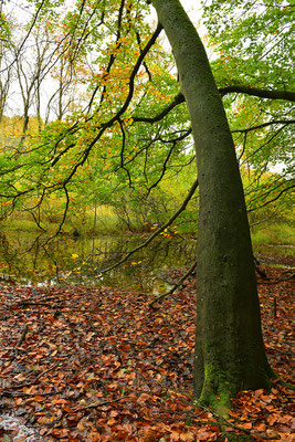 Nationalpark Jasmund