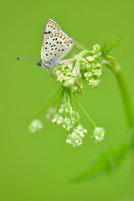 Brauner Feuerfalter