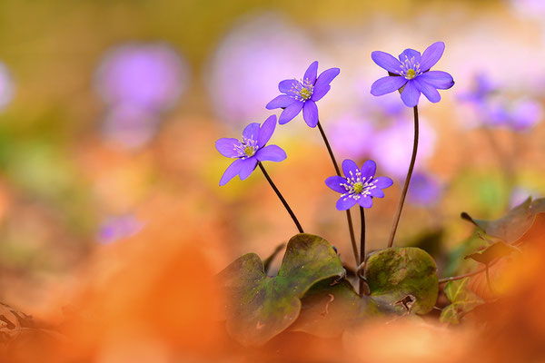 Leberblümchen