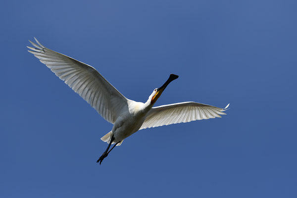 Löffler im Flug