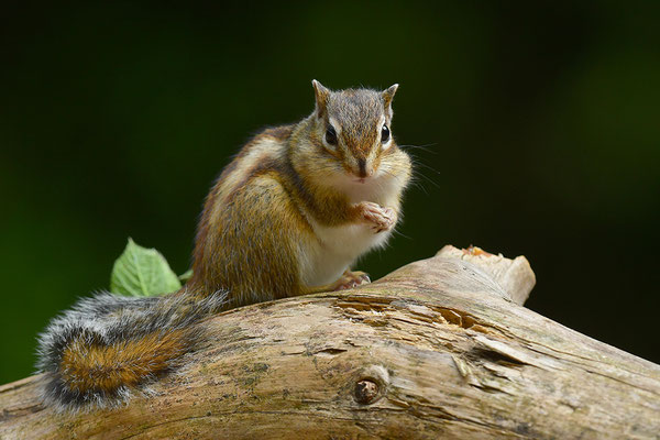 Sibirisches Streifenhörnchen