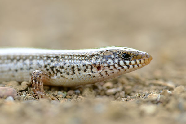 Gestreifter Walzenskink