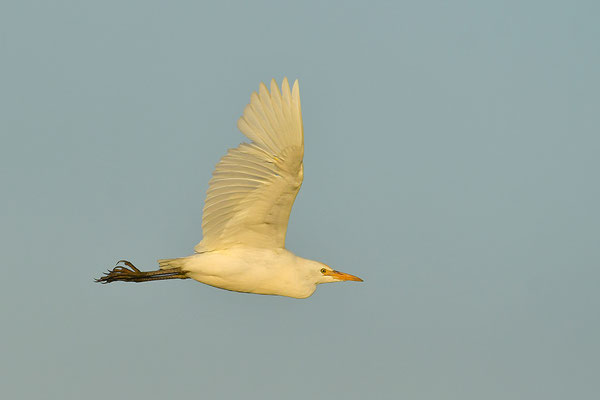 Kuhreiher im Flug