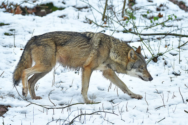 Wolf