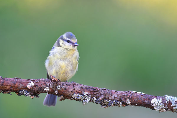 Blaumeise Jungvogel