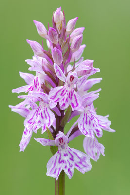 Geflecktes Knabenkraut