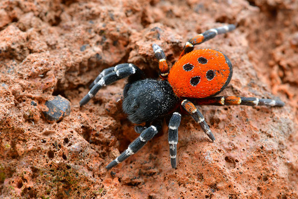 Rote Röhrenspinne, Männchen