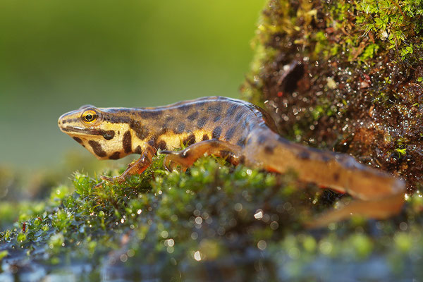 Teichmolch Männchen