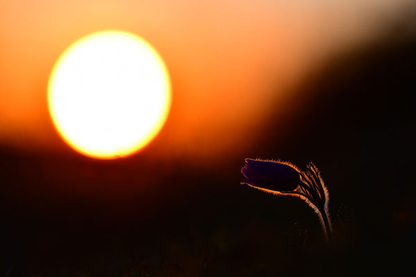 Küchenschelle im Abendlicht