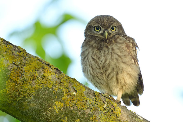 Steinkauz Jungvogel