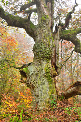 Urwald Sababurg