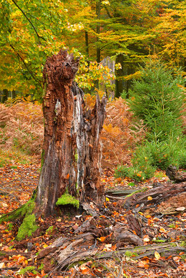 Urwald Nationalpark Eifel