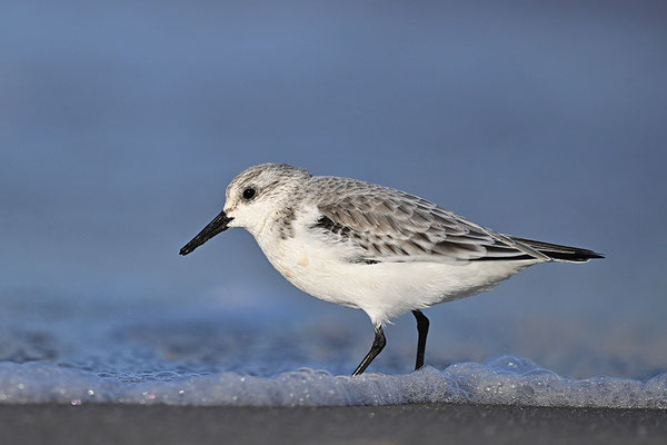 Sanderling