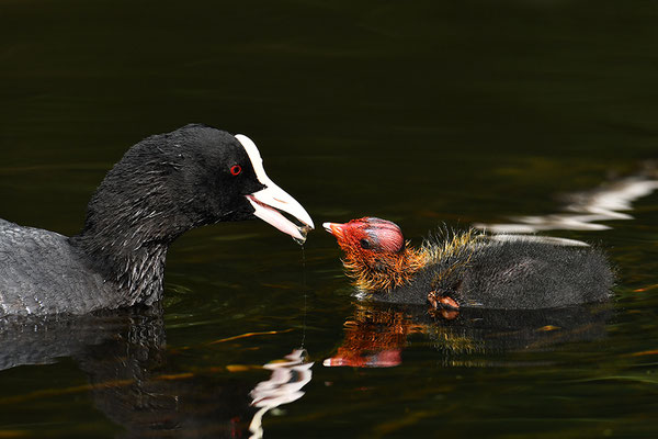 Blässralle Jungvogel