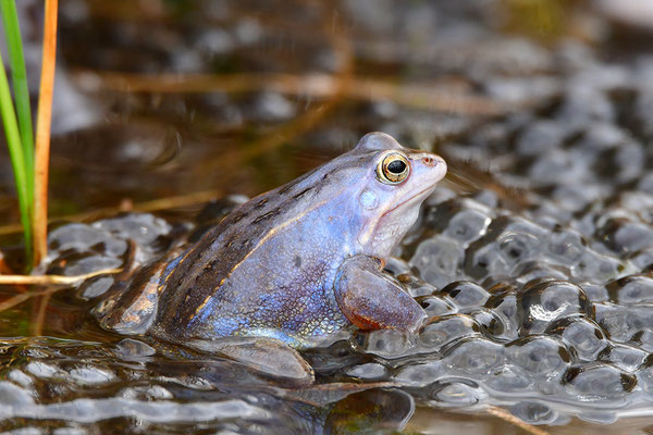 Moorfrosch