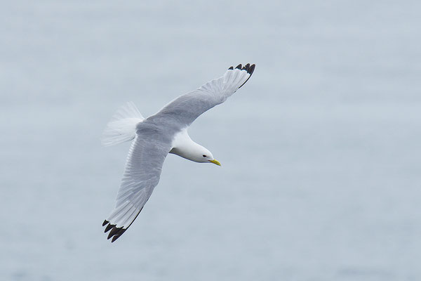 Dreizehenmöwe im Flug