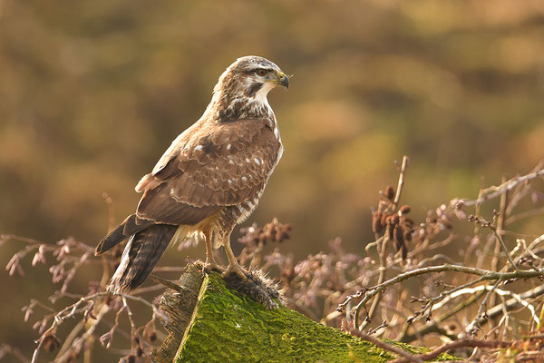 Mäusebussard