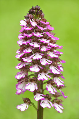 Purpurknabenkraut