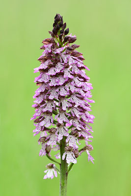 Purpurknabenkraut