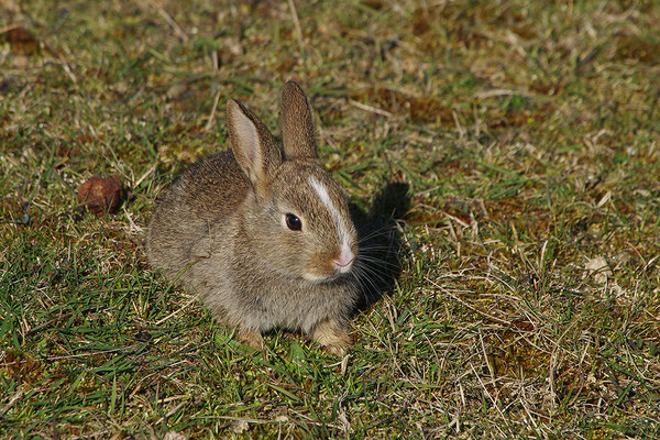 Kaninchen