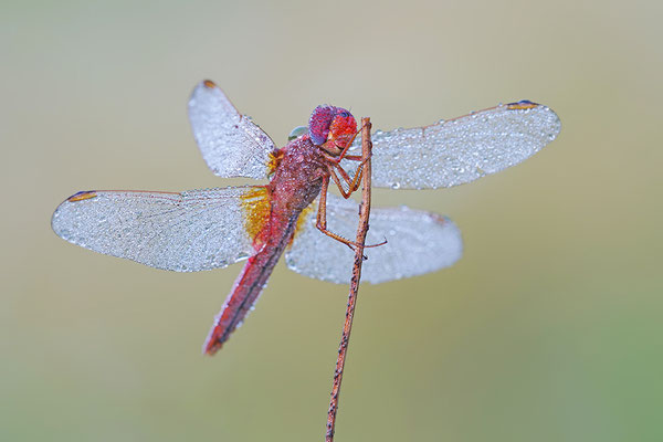 Feuerlibelle Männchen