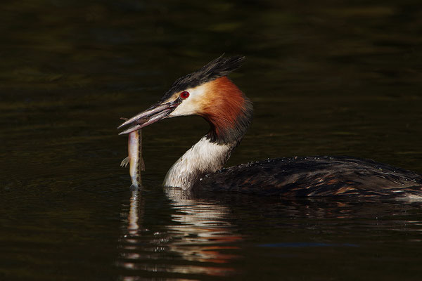Haubentaucher mit erbeutetem Fisch