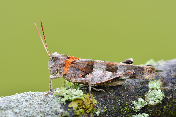 Blauflügelödlandschrecke