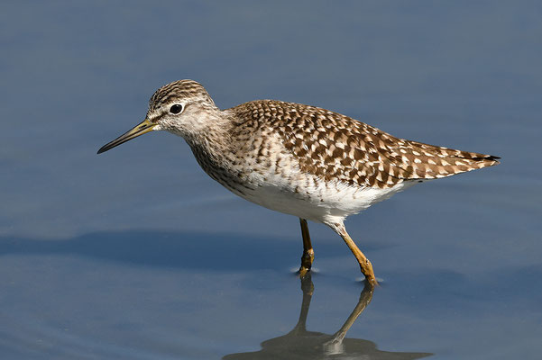 Bruchwasserläufer