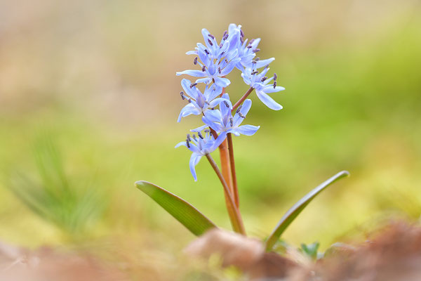 Blaustern