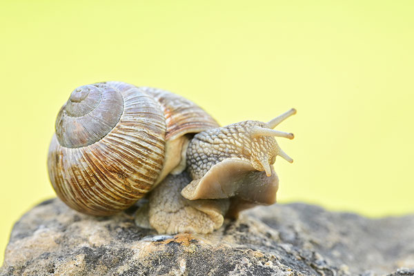 Weinbergschnecke
