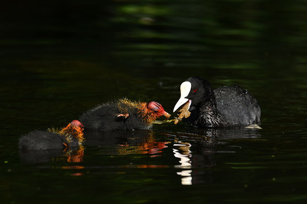 Blässralle Jungvögel bei der Fütterung