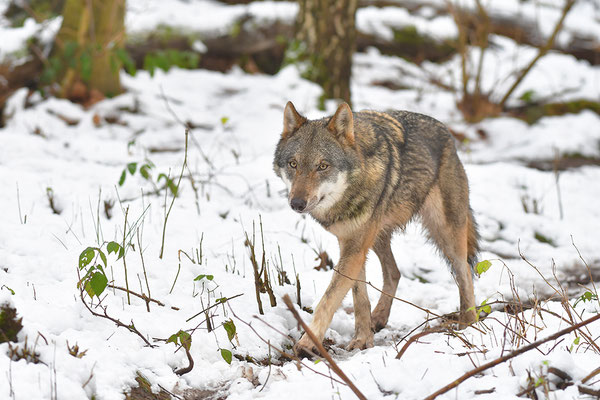 Wolf