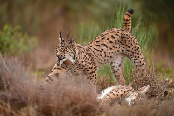 Pardelluchs