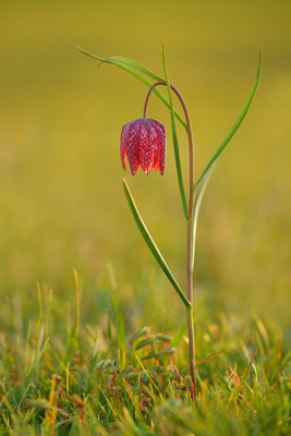 Schachbrettblume