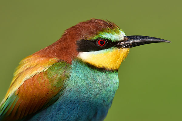 Bienenfresser Portrait