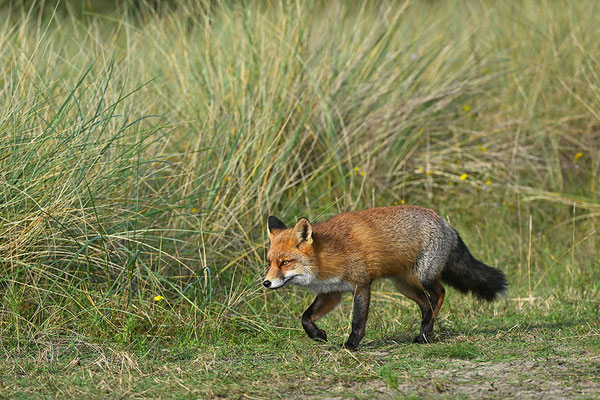Fuchs