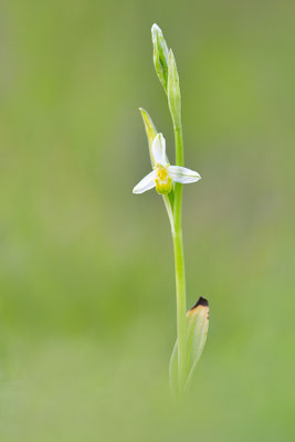 Gelbe Bienenragwurz flavescens