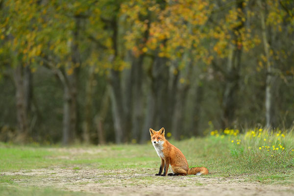 Fuchs