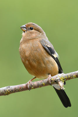 Dompfaff Jungvogel