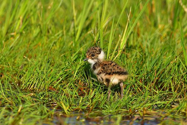 Kiebitz Jungvogel