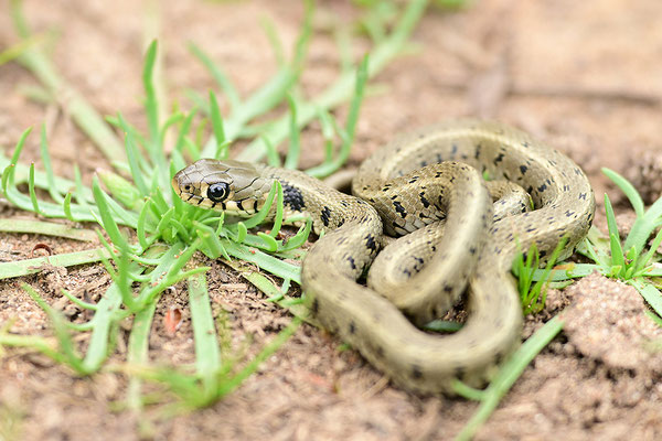 Ringelnatter (Peleponnes, Griechenland)