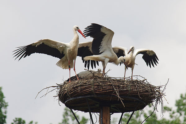 Weißstorch mit Jungvögeln am Nest