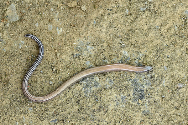 Gesprenkelter Schlangenskink