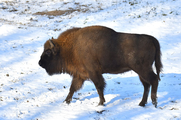 Wisent